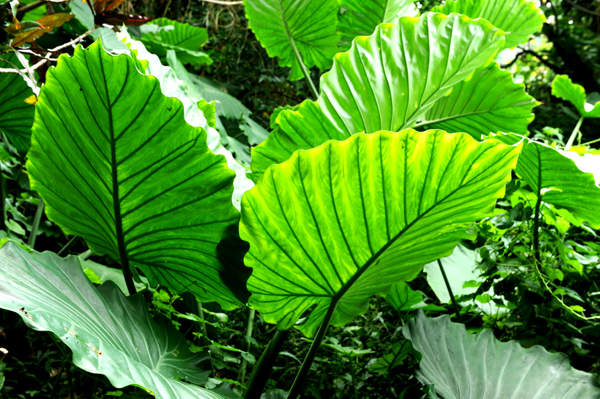 09.1上州故里・08.12 106.jpg