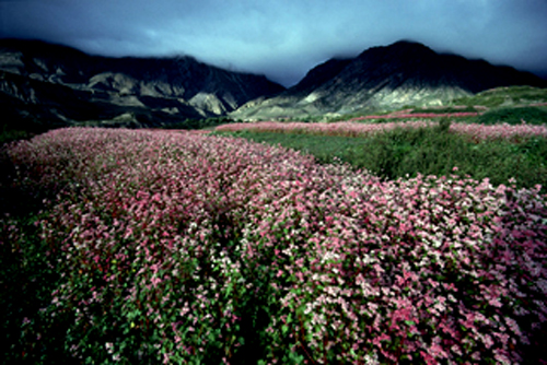 コピー ～ KMK02712.JPG