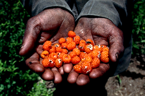 コピー ～ KMK08312.JPG