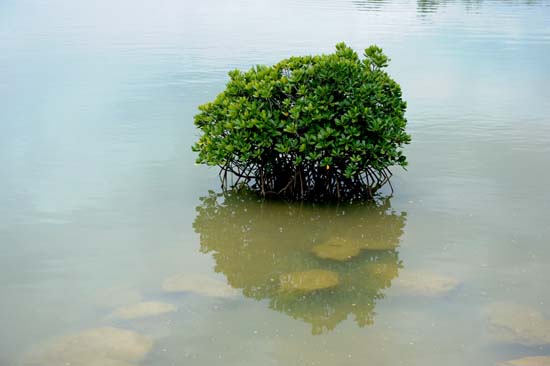 コピー ～ 08.12沖縄 194.jpg