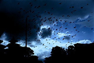 コピー - KMK00092-001.JPG