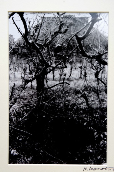 IMGP5141 - コピー-001.JPG