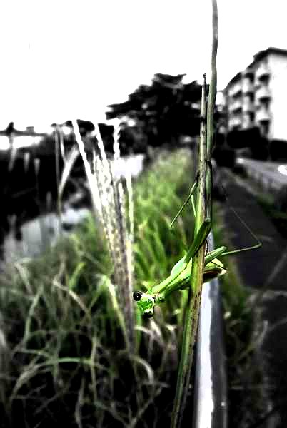 _DSC1707 (2)_copy-001.jpg