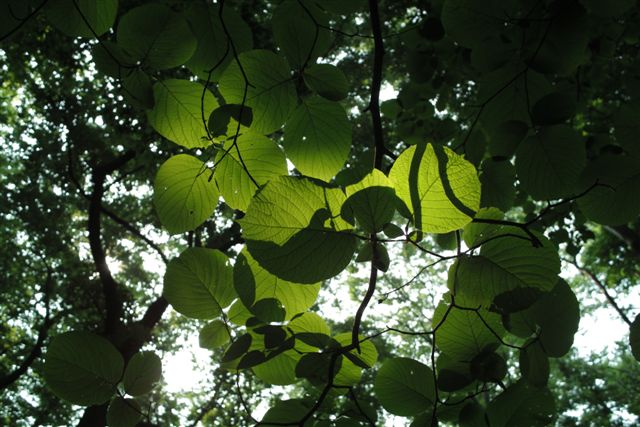 武蔵野の面影を残す井の頭公園の森