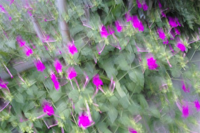 夕暮れに家の近くを散策した。疲れた目にやさしく映ったおしろい花。