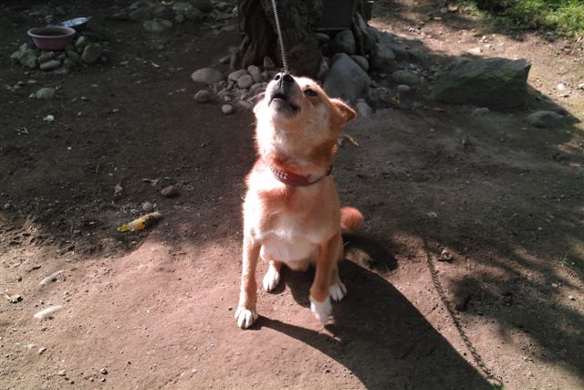 僕が田舎にいる間の大切な日課は、おふくろを守っているワンちゃんの散歩。おふくろが付けた名前は「ピーチャ」だが、僕は「五右衛門」とかってに呼んでいる。この犬の前にいた犬とその前の犬と２代続けて「五右衛門」だったからだ。僕が「ゴエー」と呼ぶとちゃんと尻尾をふって応えてくれる。おふくろが「ピーチャ」と呼んでも応えるが・・・・。。