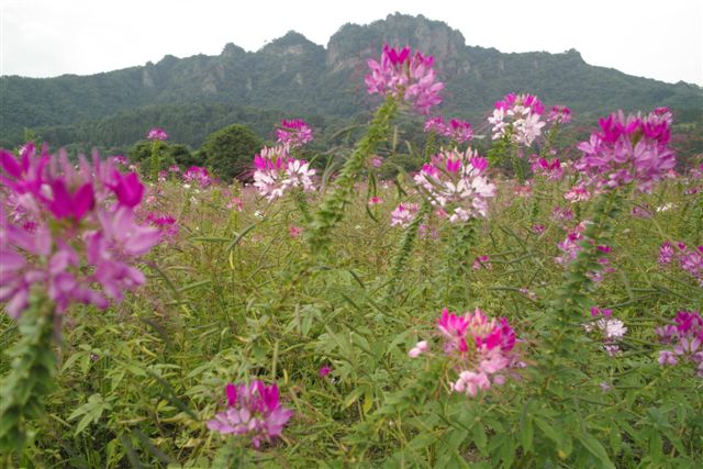 八ッ場ダム建設地に隣接する新たに発掘された温泉におふくろと行った。少し温めで、鉄分が強い湯であつたが、夏場はゆっくりと浸かれて気持ちの良い湯であった。その湯の近くに一面に花が咲いていた。正面の山は岩櫃山（８０２ｍ）。武田領の三堅城として知られた真田の岩櫃城があった地としても有名。織田・徳川連合軍に長篠戦いで敗れた武田勝頼が、この城に落ち延び再建を果たすことになっていたというが、その夢も虚しくつい果てたのである。