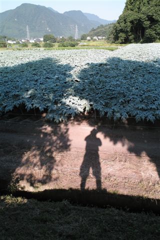 上州といえば「かかあ天下と空っ風」であるが、蒟蒻もその生産は全国の約８０パーセントを占めるほど有名。煮物にしても何にしても旨いが、やはり刺身でたべるのが絶品である。いまでも家の周りは蒟蒻畑が広がっている。