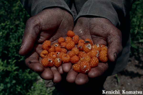 ネパール · ドルパno.0052