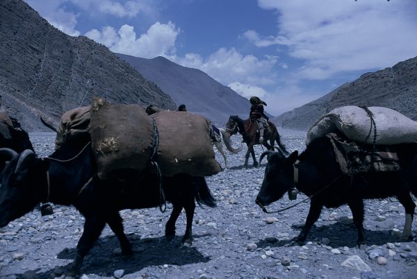 ネパール・ムスタンno.0053