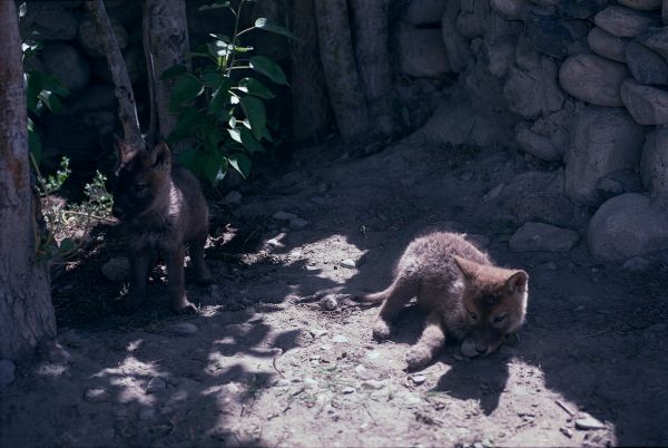 ネパール・ムスタンno.0058