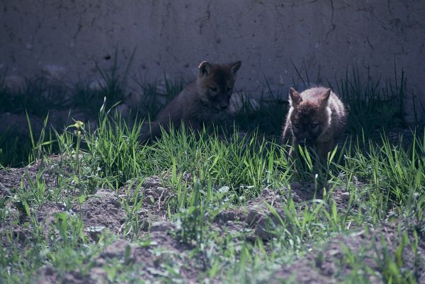 ネパール・ムスタンno.0059