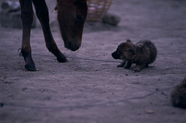 ネパール・ムスタンno.0060