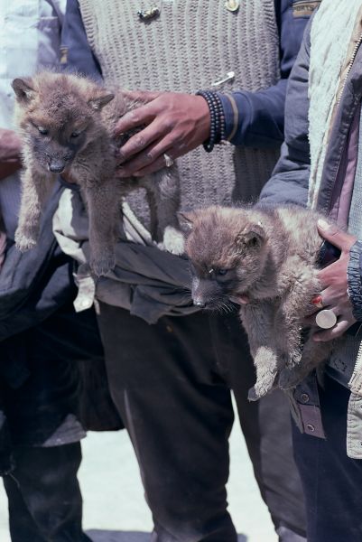 ネパール・ムスタンno.0061