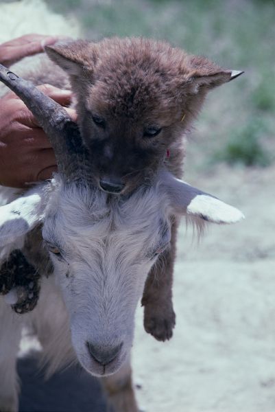 ネパール・ムスタンno.0062