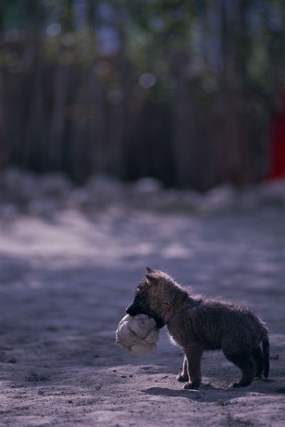 ネパール・ムスタンno.0064