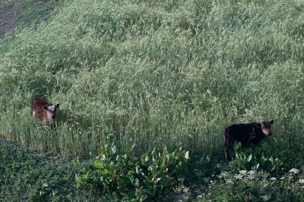 ネパール・ムスタンno.0065