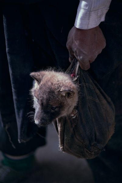 ネパール・ムスタンno.0066