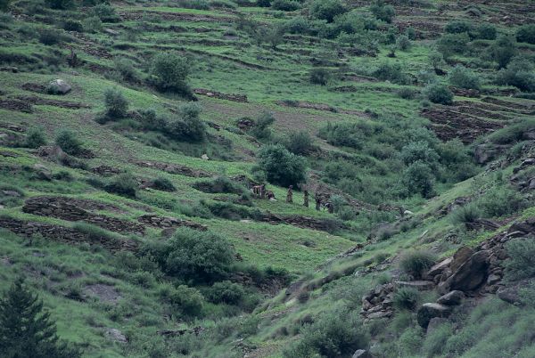 ネパール・ドルパno.0011