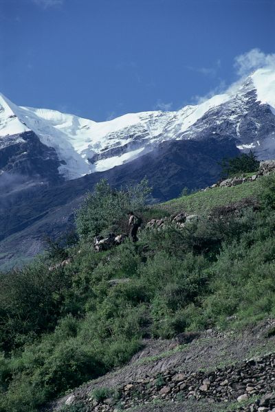 ネパール・ドルパno.0023