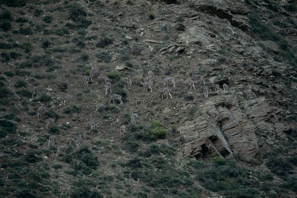 ネパール・ドルパno.0037