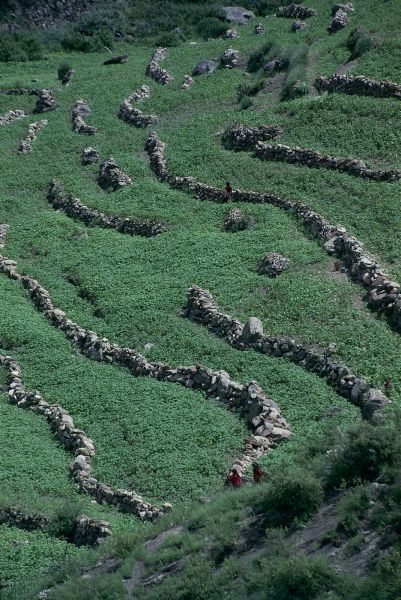 ネパール・ドルパno.0039