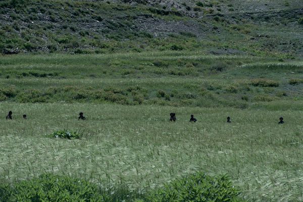 ネパール・ドルパno.0040