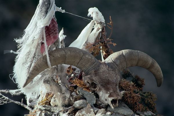 ネパール・ドルパno.0091