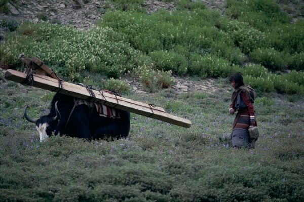 ネパール・ドルパno.0093