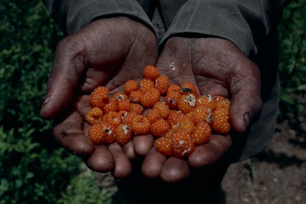 ネパール・ドルパno.0094