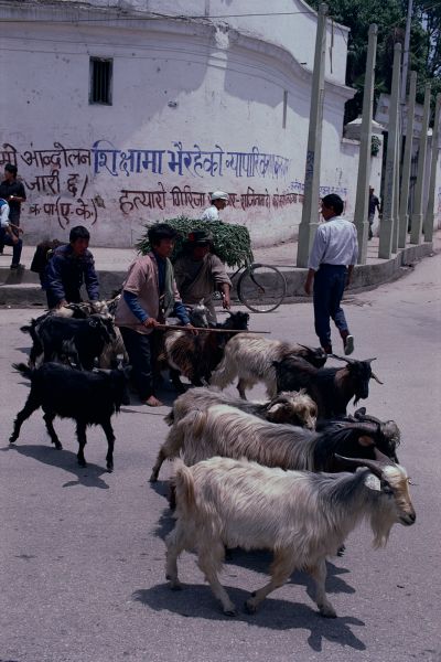 ネパール・カトマンドュウno.0071