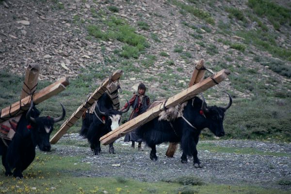 ネパール・ドルパno.0129