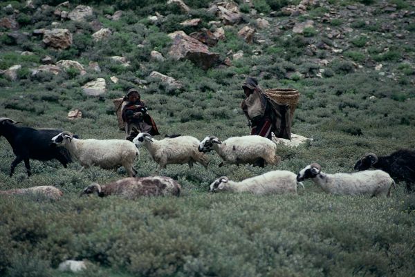 ネパール・ドルパno.0139